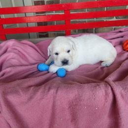 Layna - Light golden female Golden Retriever puppy in Hastings, Michigan from Teresa Stevens