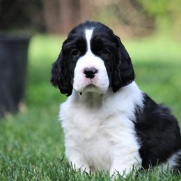 English Springer Spaniel Puppies from Ivy Hill English Springer Spaniels