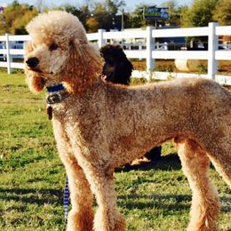 Poodles from Robert's DNP Poodles