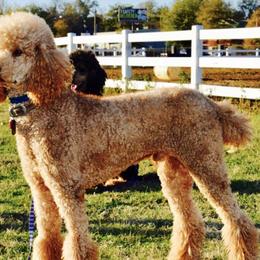 Poodles from Robert's DNP Poodles