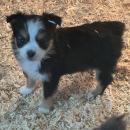 Minnie - Black tri female Toy Australian Shepherd puppy in Menan, Idaho from Teton Toy Aussies