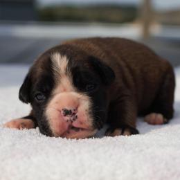 Viola - Fawn female Boxer puppy in Warsaw, New York from Hillview Kennels