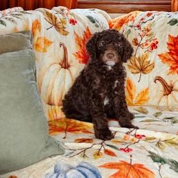 Fudge - Brown and white male Sheepadoodle puppy in Austin, Texas from Darling Doodles