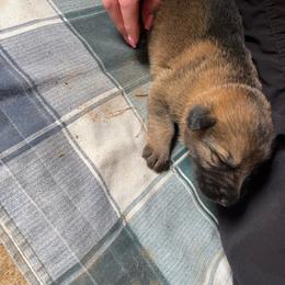Boy 2 - Sable male German Shepherd puppy in Greenwood, South Carolina from Malone’s Palmetto Puppies