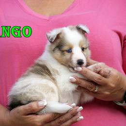 Tango - sable merle boy - Sable merle and white male Shetland Sheepdog puppy in Frazeysburg, Ohio from Mountain High Kennels