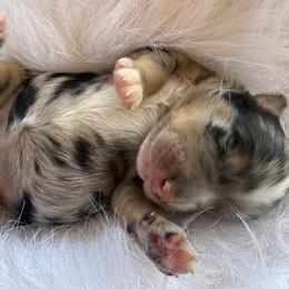 Fiddle - Blue merle female Bernedoodle puppy in Pittsburg, Illinois from Doodles on Rock Creek