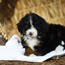 Aussiedoodle and Poodle Puppies from Cedar Wood Farms