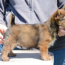 Labrador Retriever and Norwich Terrier Puppies from Rockycreek