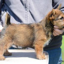 Labrador Retriever and Norwich Terrier Puppies from Rockycreek