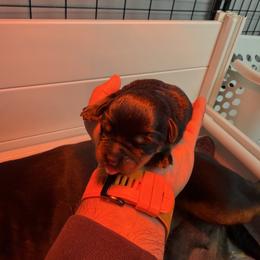Female 1 - Black and mahogany female Rottweiler puppy in Arizona from TRK Rottweilers