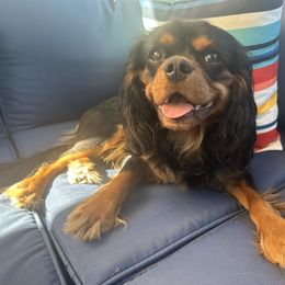Cosmos - Cavalier King Charles Spaniel