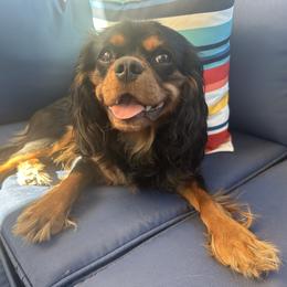 Cosmos - Cavalier King Charles Spaniel