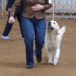 Golden Retrievers from Barafields Golden Retrievers