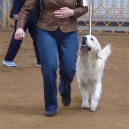 Golden Retrievers from Barafields Golden Retrievers