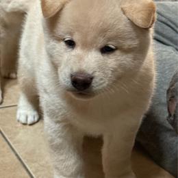 Girl 1 - Cream female Shiba Inu puppy in Atlanta, Georgia from Halo Siberians & Shiba Inu