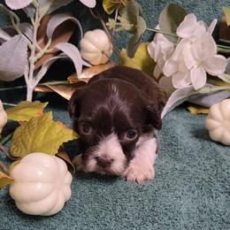 Chocolate White Girl - Chocolate female Havanese puppy in Vinita, Oklahoma from Locust Creek Shih Tzu & Havanese