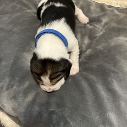 Beagle Puppies from Beagles at 4G Ranch
