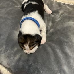 Beagle Puppies from Beagles at 4G Ranch