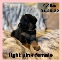 German Shepherd Puppies from Dady Shepherds