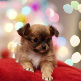 Chihuahua Puppies from Petite Pups