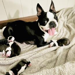 Missy - Boston Terrier