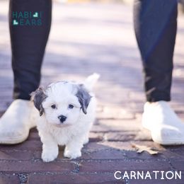 Cavapoo, Cavapoochon, and Companion Cross Puppies from Habibi Bears