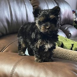 Yorkshire Terrier puppies from Judy's Pups