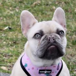 Millie - French Bulldog