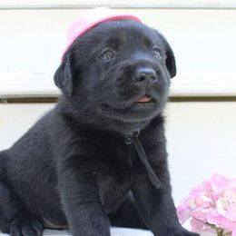 Labrador Retrievers from Saybrook Labrador Retrievers