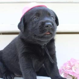 Labrador Retrievers from Saybrook Labrador Retrievers
