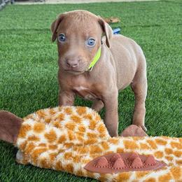 Sadie - Lt whtn brn nose female Rhodesian Ridgeback puppy in Montgomery, Texas from Timber Ridge Kennels