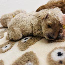 Cavapoo, Cockapoo, Goldendoodle, and Maltipoo Puppies from Perdue Puppies