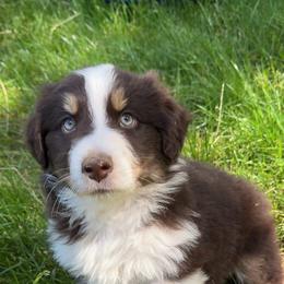 Taz - Red tri-color male Australian Shepherd puppy in Creswell Heights, Washington from Sayre Australian Shepherds