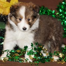 Nova - Sable-White Female - Sable and white female Shetland Sheepdog puppy in Frazeysburg, Ohio from Mountain High Kennels