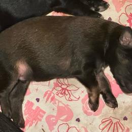 Boy 4 - Phantom male Goldendoodle puppy in Gig Harbor, Washington from Sandy’s Goldendoodles