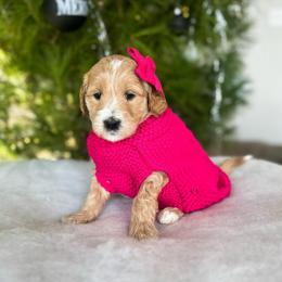 Frisbee - Apricot female Goldendoodle puppy in Sterling, Illinois from Charley's Goldendoodles