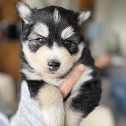 Pippin - Black and white male Pomsky puppy in Redding, California from Jubilee Hills