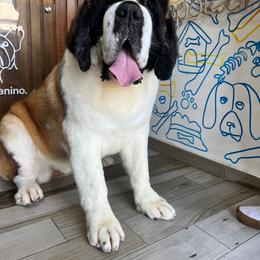 Ruby - Saint Bernard