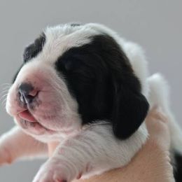 Basset Hound Puppies from Howlin Hounds