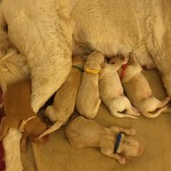 Irish Doodles from Kay's Kustom Doodles