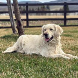 Tilly - Golden Retriever