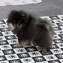 Decker - Black and tan male Pomeranian puppy in Coleman, Oklahoma from Pretty Poms