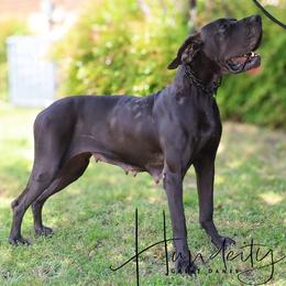 Selkie - Great Dane