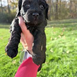 Cedar - Black male Cockapoo puppy in Clarks Summit, Pennsylvania from M&M Cockapoos