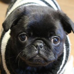 Pug Puppies from Pug Puppies of Boston