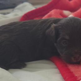 Chocolate female - Chocolate female Havanese puppy in Medina, Ohio from Momma's Minis