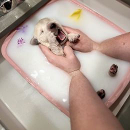 Golden Retriever Puppies from Sunshine Mountain Retrievers