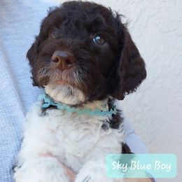 Goldendoodle and Poodle Puppies from Golden State Good Dogs