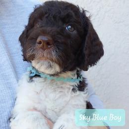 Goldendoodle and Poodle Puppies from Golden State Good Dogs
