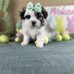 Mr Green Collar - Black and white male Mal-Shi puppy in Poolville, Texas from Tx Pups